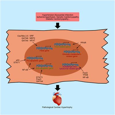 Transcription Factors Involved in the Development and Prognosis of Cardiac Remodeling